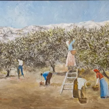 Provence. - Olive Harvest in Provence - P9
