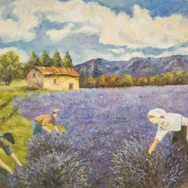 Provence. - Lavender Harvest in Provence - P32